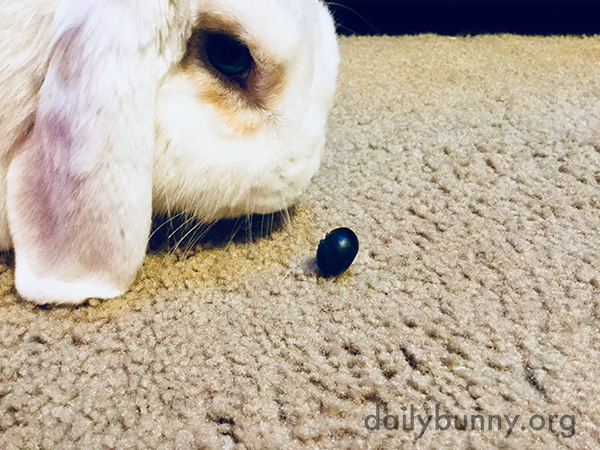 Bunny Eyes a Blueberry Treat — The Daily Bunny